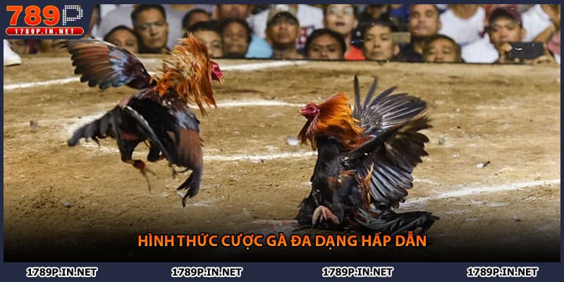 Hình thức cược gà đa dạng hấp dẫn