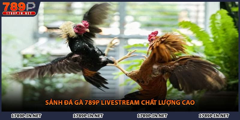 Sảnh đá gà 789P livestream chất lượng cao