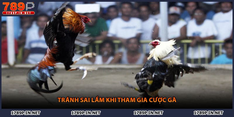 Tránh sai lầm khi tham gia cược gà