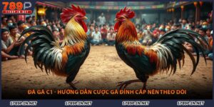 Đá Gà C1 - Hướng Dẫn Cược Gà Đỉnh Cấp Nên Theo Dõi