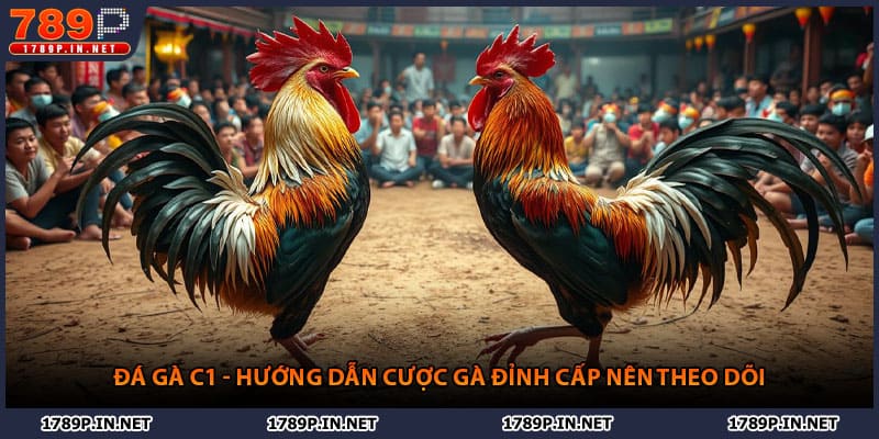 Đá Gà C1 - Hướng Dẫn Cược Gà Đỉnh Cấp Nên Theo Dõi