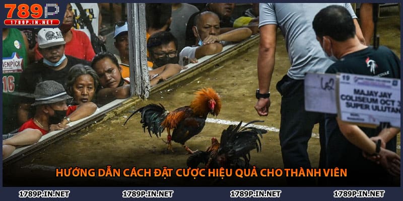 Hướng dẫn cách đặt cược hiệu quả cho thành viên