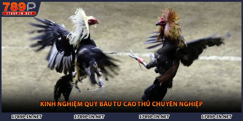 Kinh nghiệm quý báu từ cao thủ chuyên nghiệp